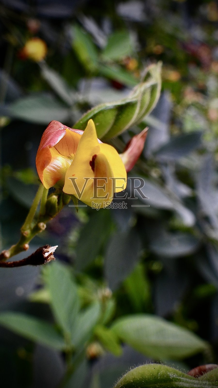 鸽豆（Cajanus cajan）或托尔豆是一种多年生豆类，开黄色至橙色的花序，也称为：旁遮普语：ਦਿੰਗੇਰ（dinger）。照片摄影图片