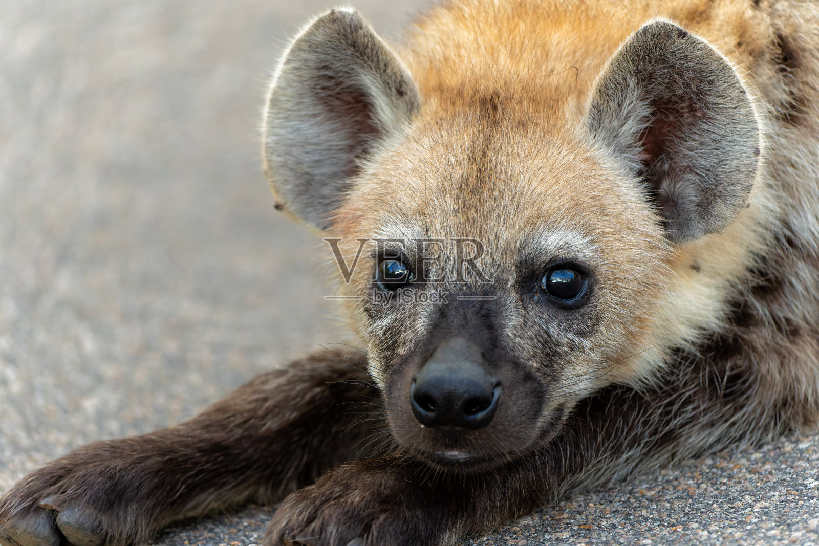 幼狮。与南非克鲁格国家公园中一只好奇的小斑点鬣狗幼崽的近距离接触照片摄影图片