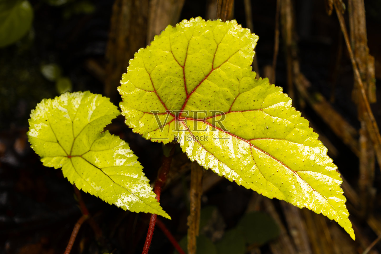 美丽的自然绿色叶子纹理照片摄影图片
