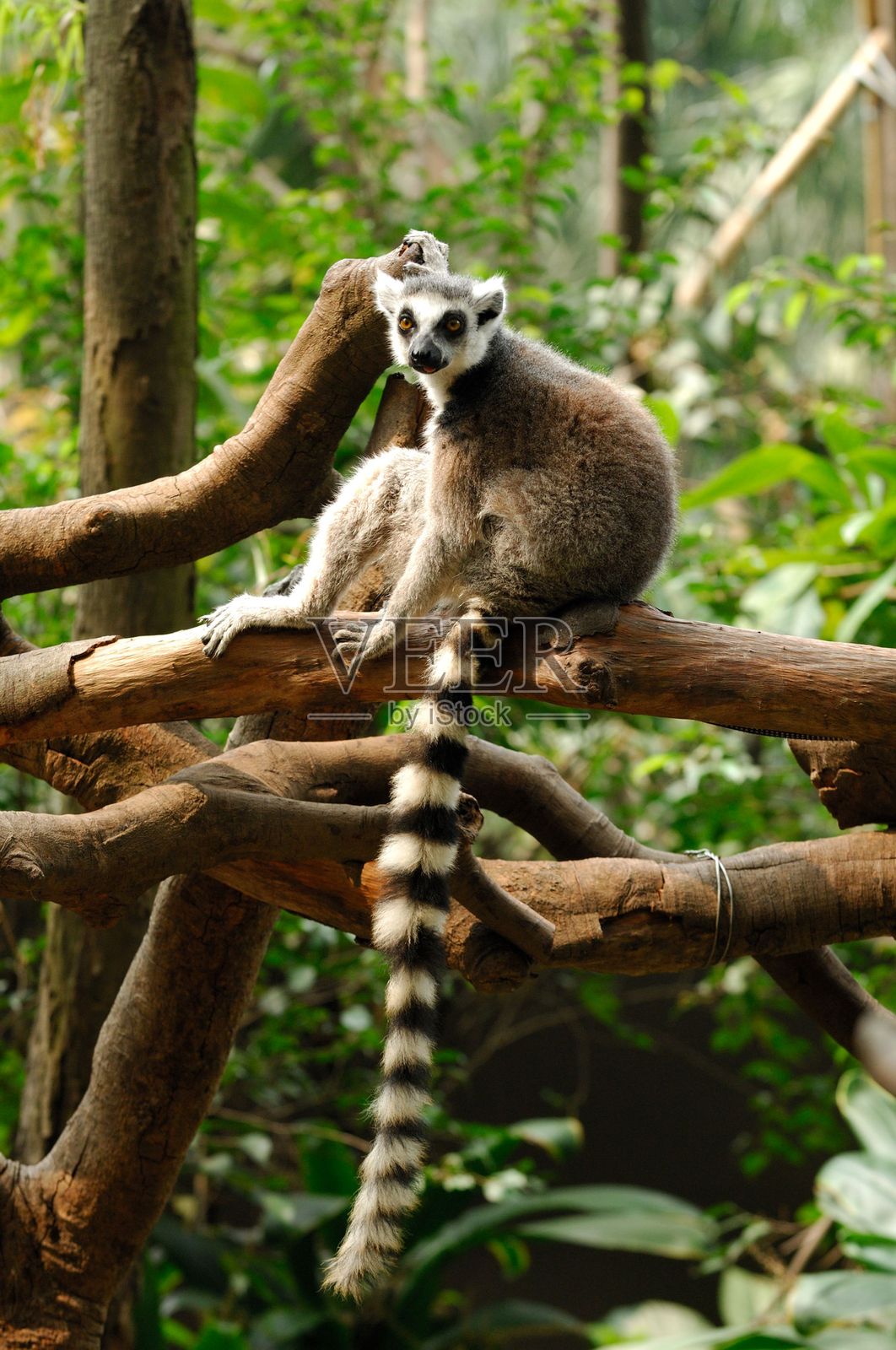 一种毛茸茸的哺乳动物,拥有黑白相间的环状尾巴,栖息在森林的树枝上