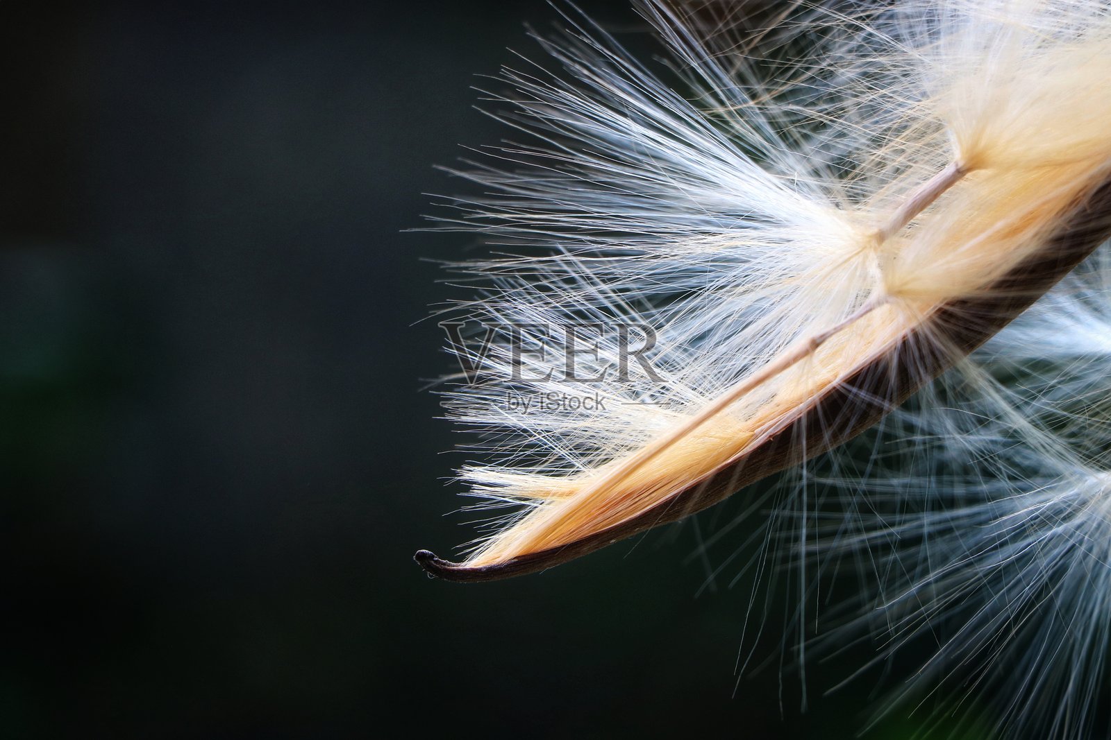 一朵沙漠玫瑰植物种荚的特写视图照片摄影图片