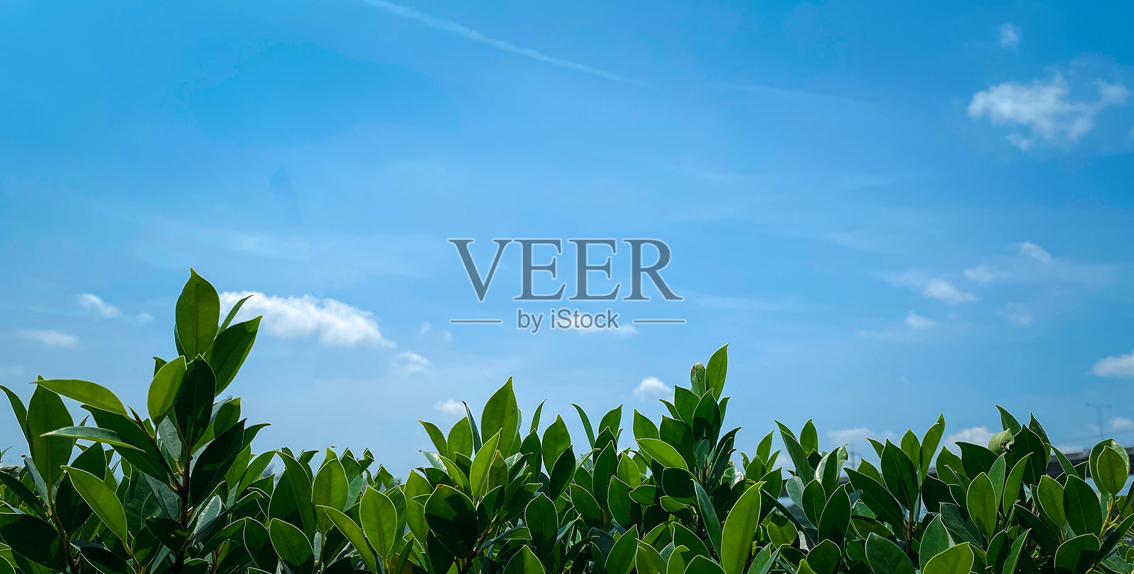 树叶与天空。美丽的蓝天上飘着白云，仰望着绿色的树叶。明亮的蓝天作为背景，枝条上装饰着绿色的叶子。营造出夏季主题的画面，留有充足的空间添加更多内容。照片摄影图片