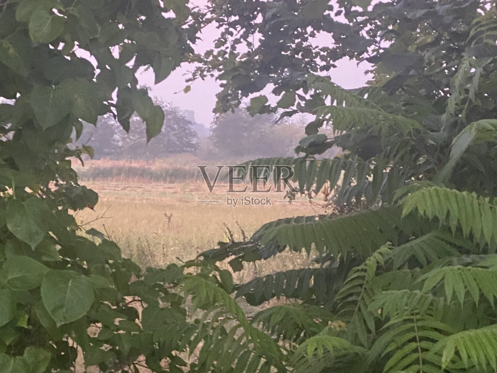 在叶子洞中找到鹿。照片摄影图片