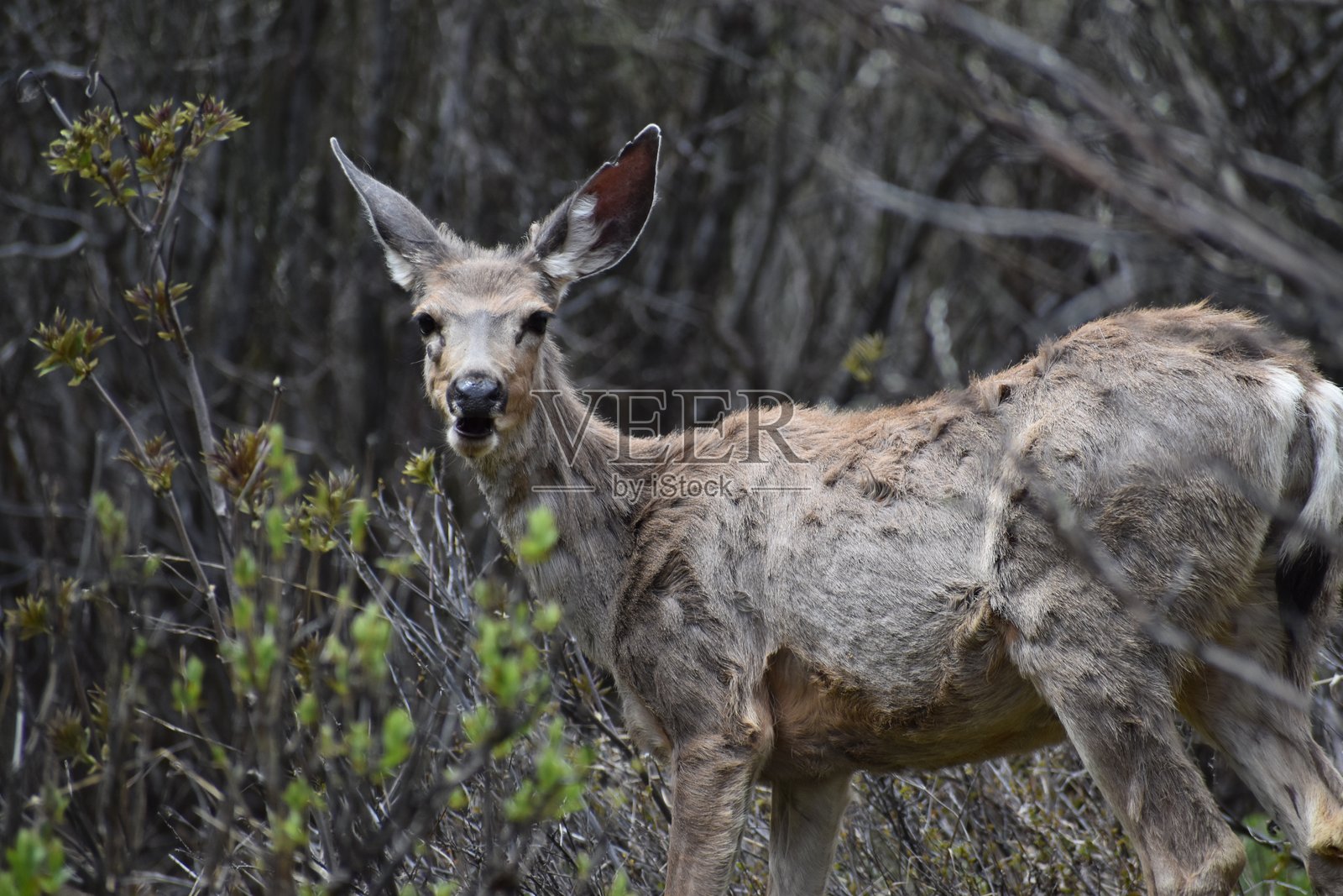 科罗拉多州的鹿 2照片摄影图片