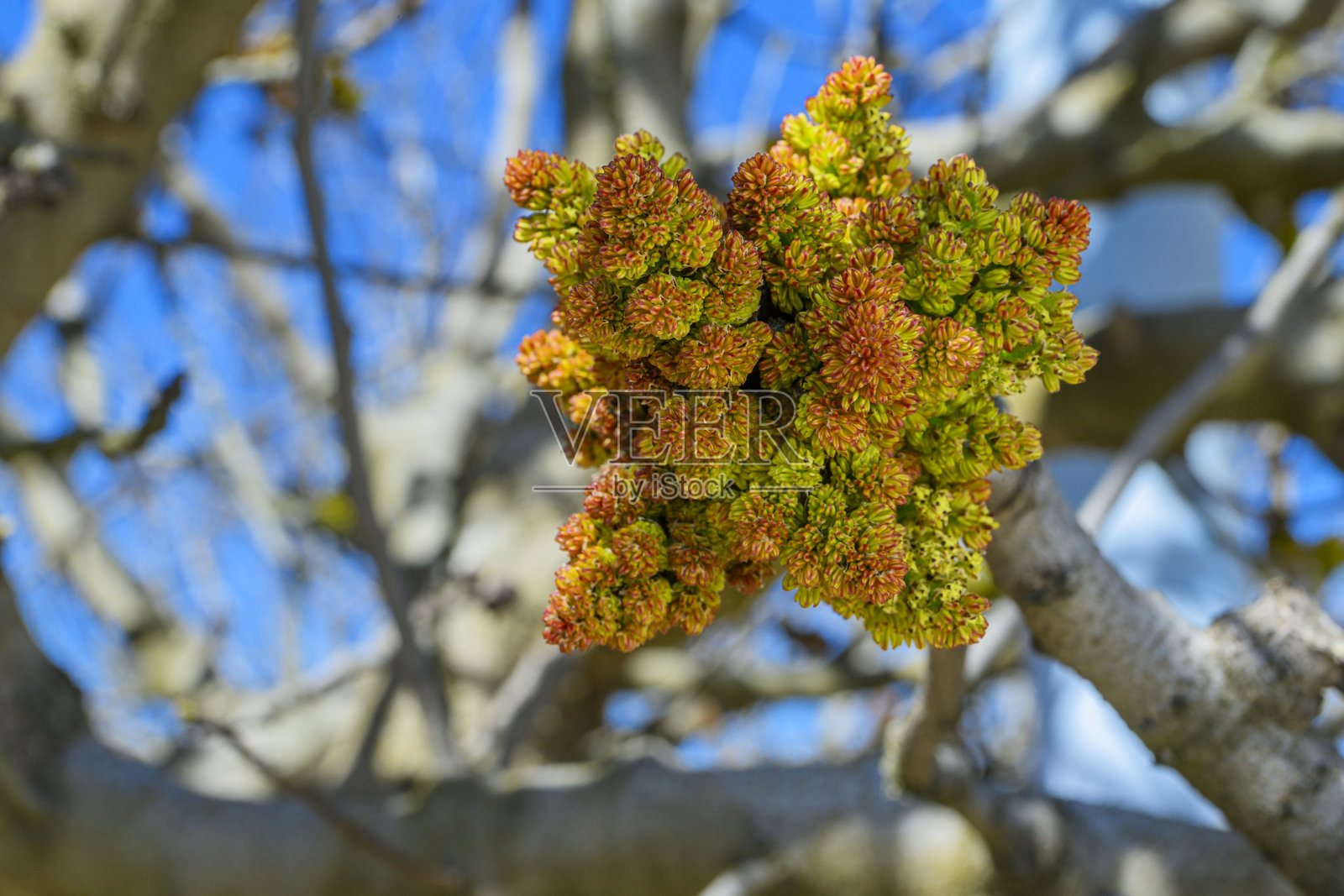 加州果园中雄性开心果花的特写照片摄影图片