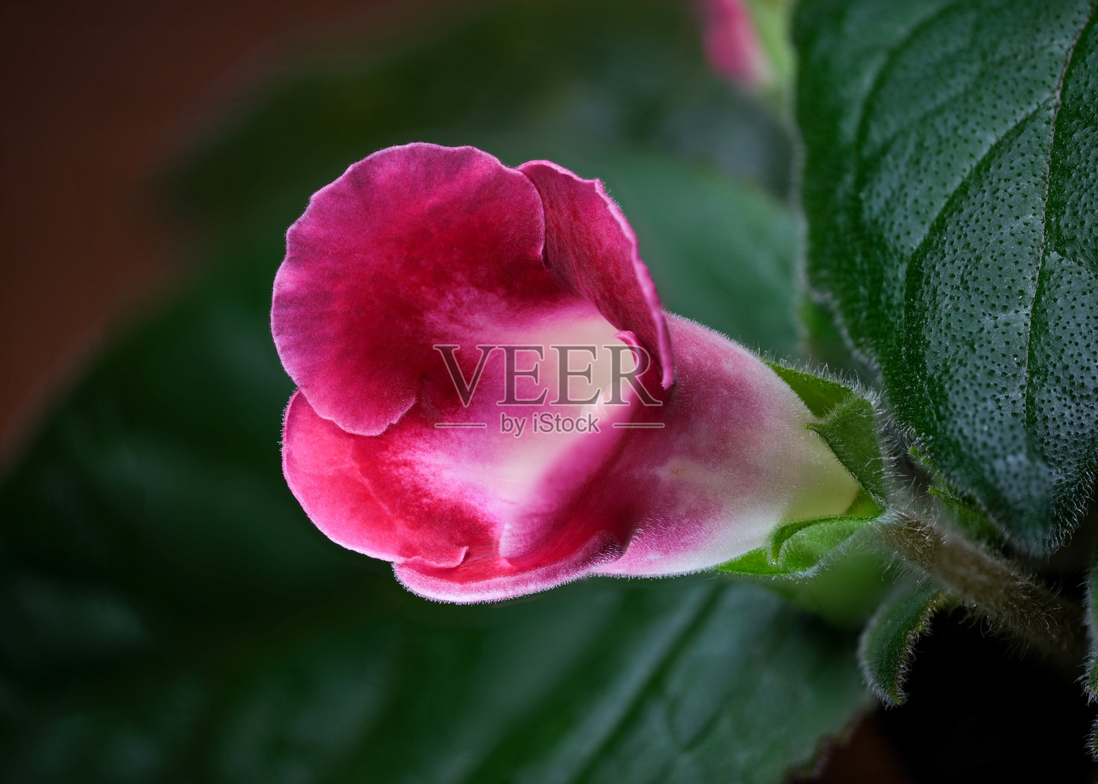 鲜艳的粉色花朵 nestled 在郁郁葱葱的绿叶中照片摄影图片