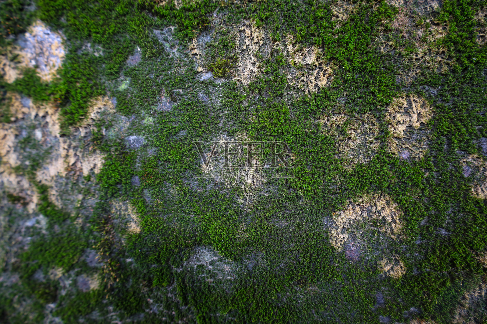 湿润的石头表面特写，部分覆盖着鲜绿色的苔藓。石头的质地粗糙不平，缺少或稀疏苔藓的地方呈现出较浅的色块。照片摄影图片