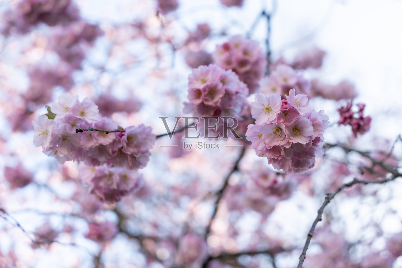 樱花的粉色花朵盛开在树枝上照片摄影图片