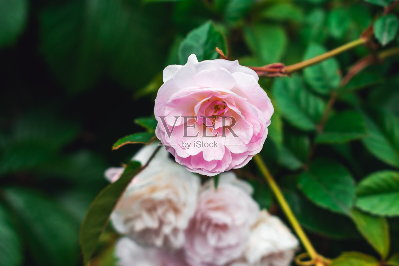 奢华的背景，布满了许多小粉色灌木玫瑰。照片摄影图片