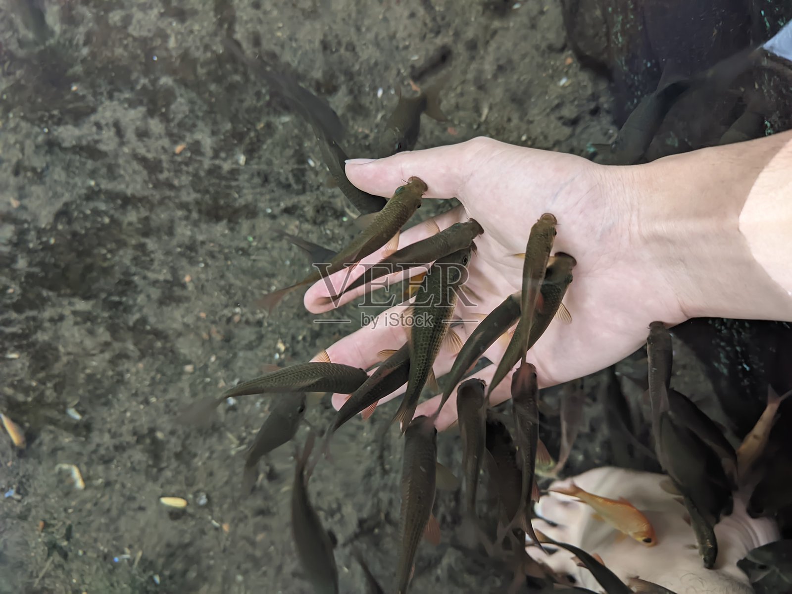 治疗鱼照片摄影图片