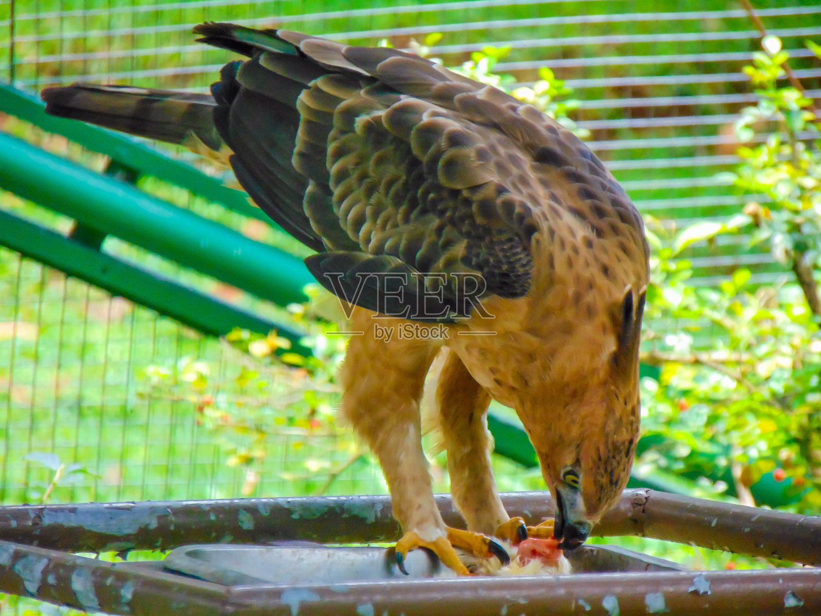 猛禽鸟活吃鸡肉照片摄影图片