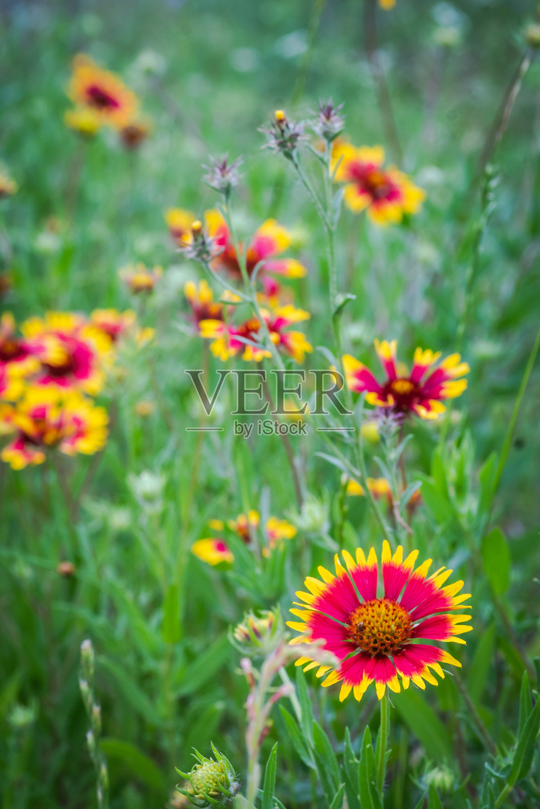 德克萨斯州奥斯汀的晚春野花照片摄影图片
