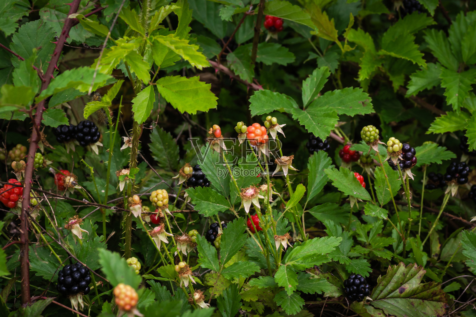 德克萨斯州奥斯汀的晚春野花照片摄影图片