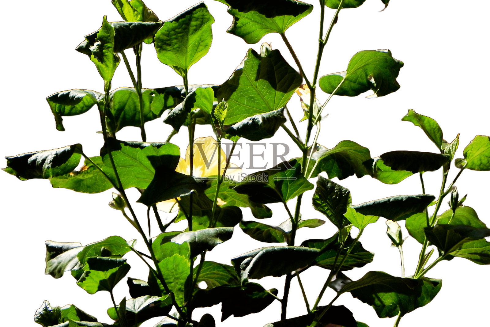 背光下的绿叶，细致的叶脉照片摄影图片