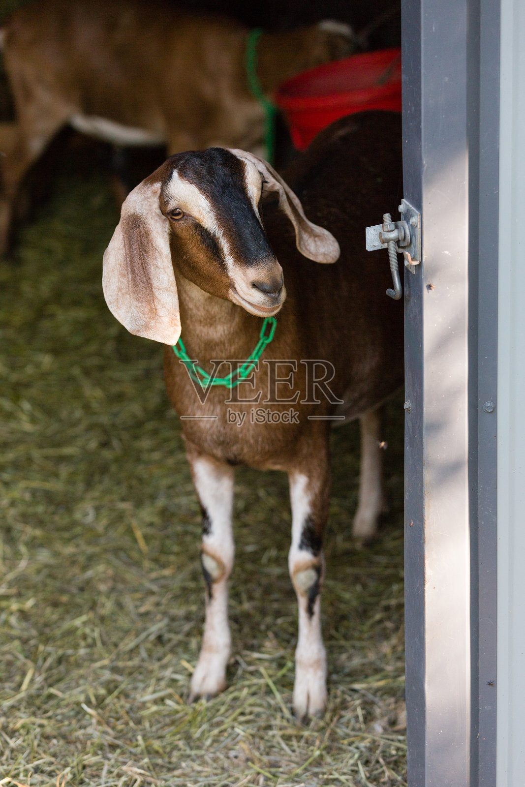 棕色努比亚山羊戴着绿色项圈，站在谷仓门口照片摄影图片