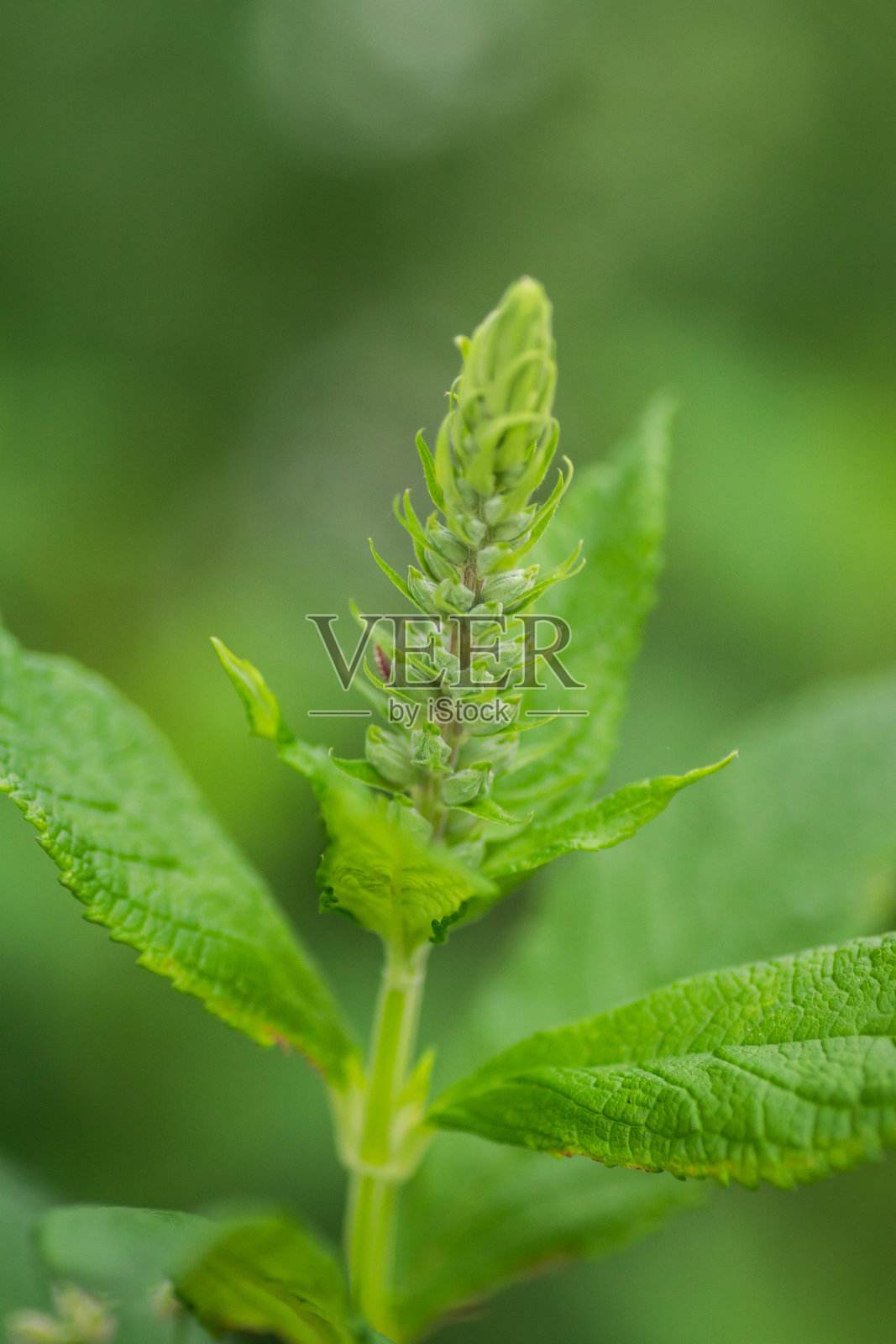 德克萨斯州夏季野花照片摄影图片