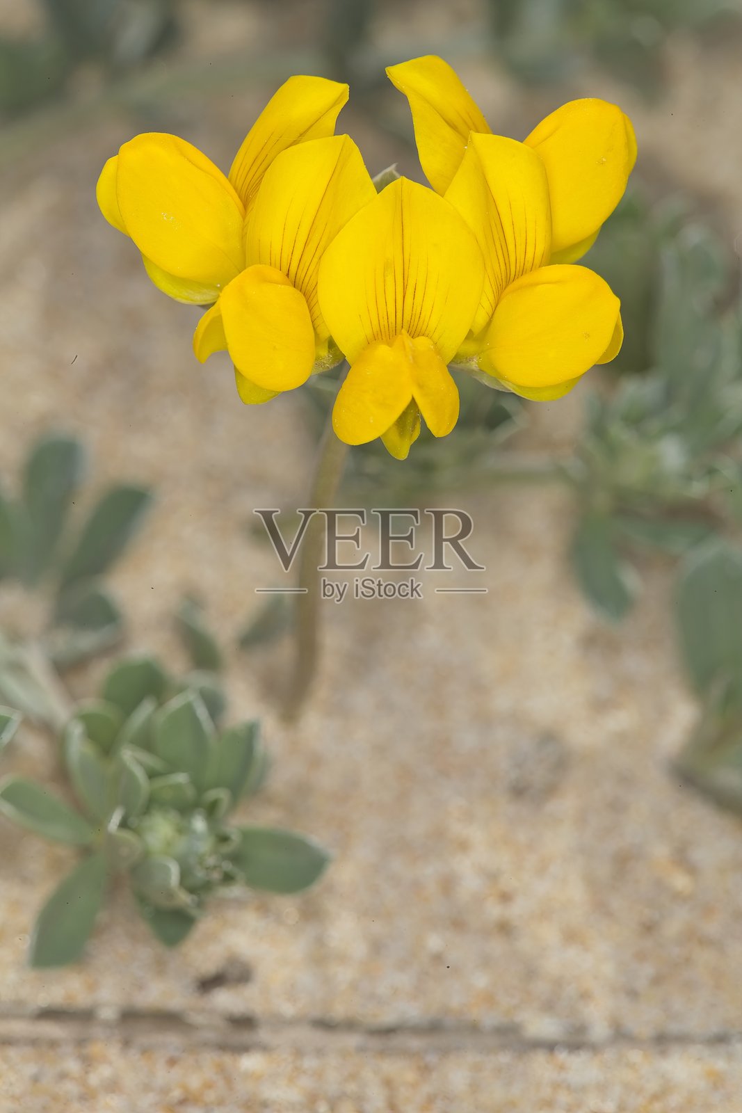 克里特莲花照片摄影图片