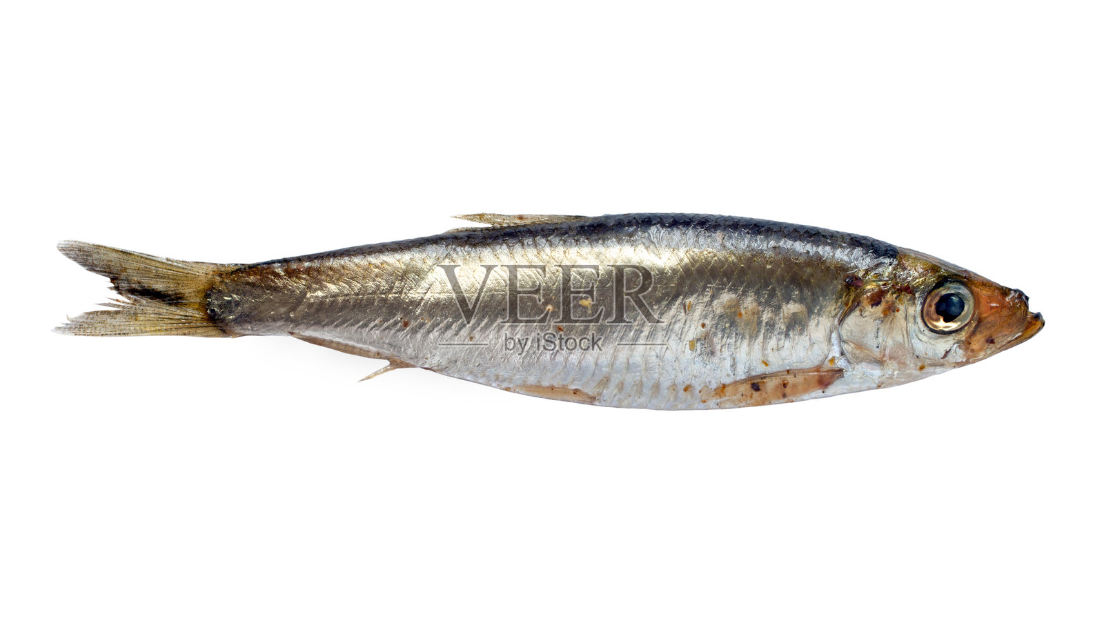 一条盐腌的小鲱鱼孤立在白色背景上。照片摄影图片