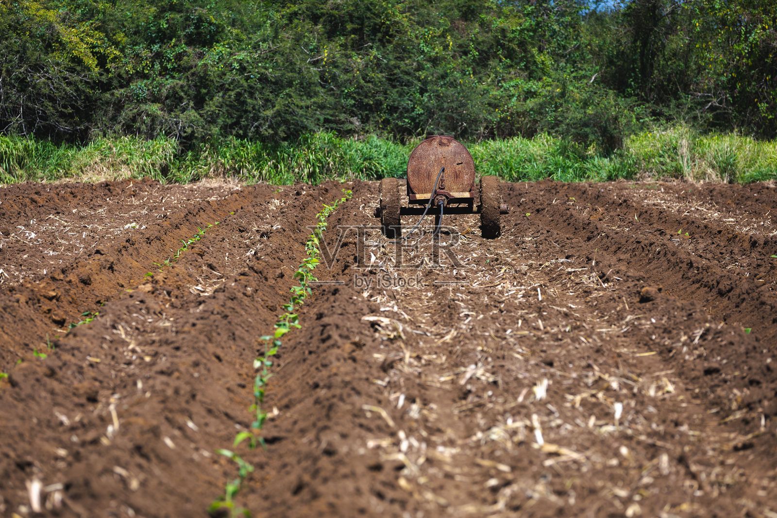 香蕉种植园与绿色叶子照片摄影图片