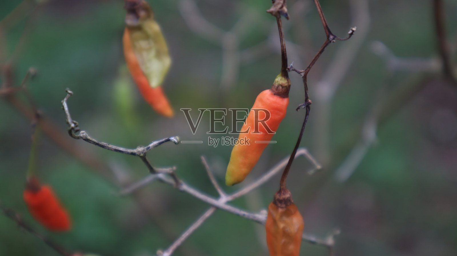 橙色辣椒照片摄影图片