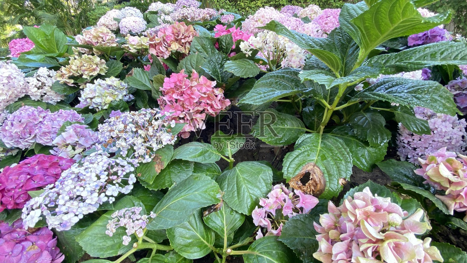 圆锥绣球花。照片摄影图片