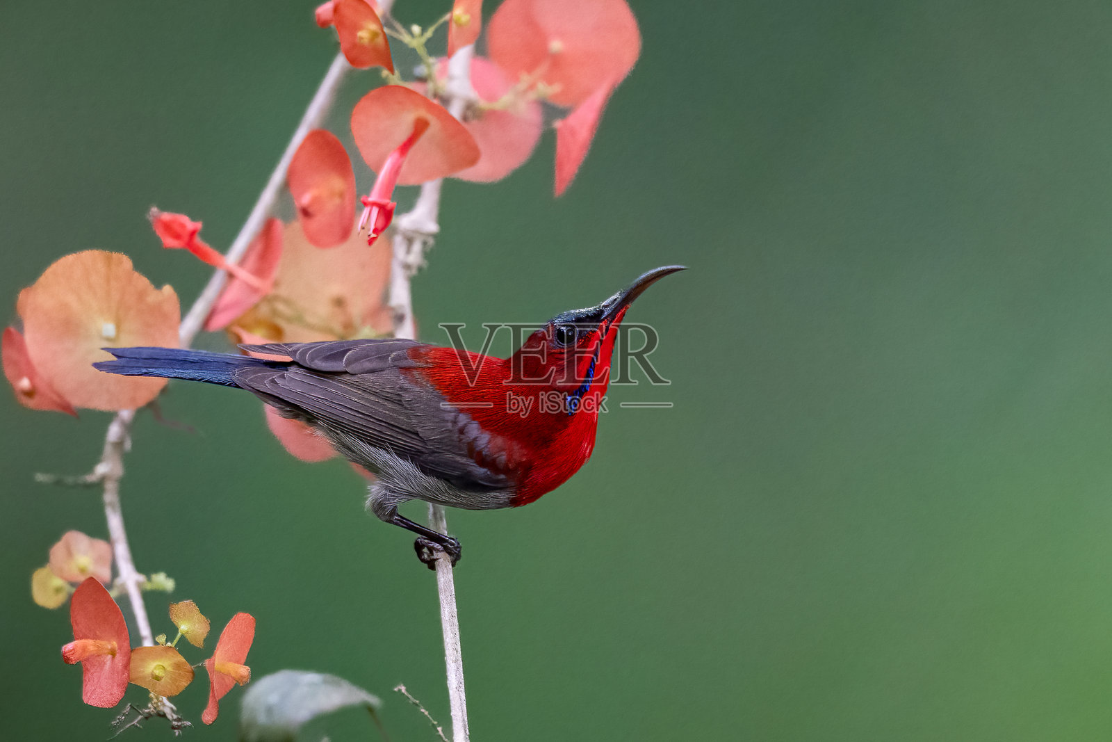 美丽的鸟类，属于一种在泰国发现的鸟。照片摄影图片