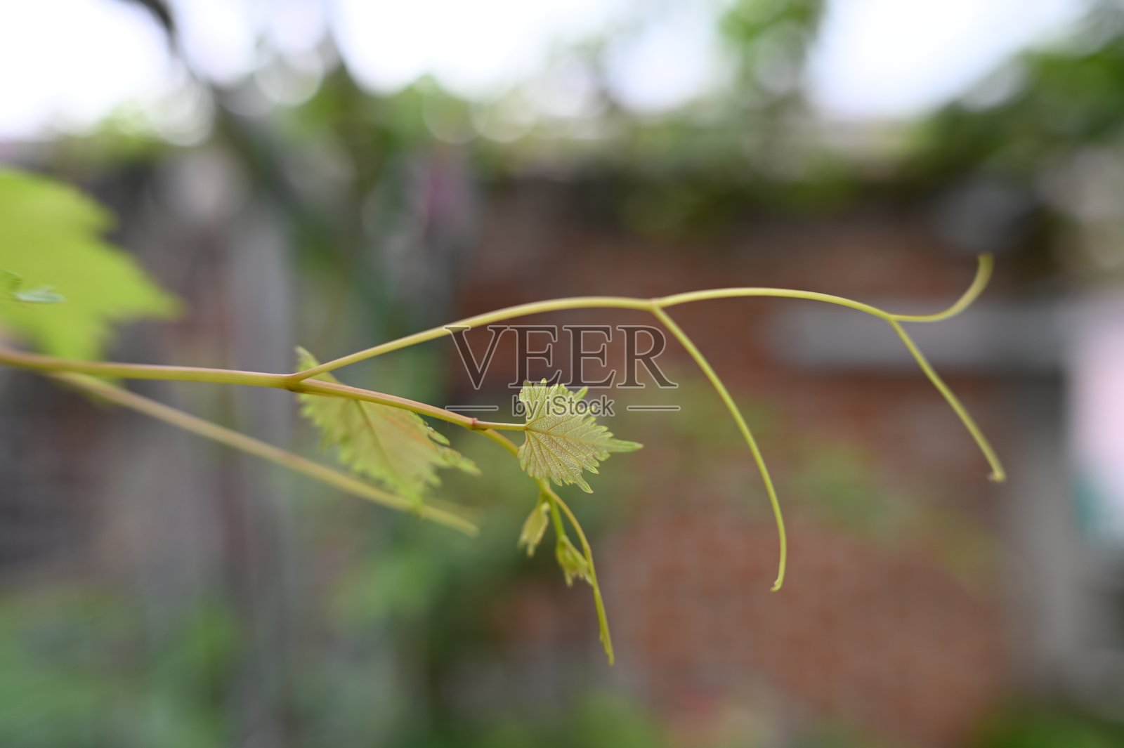 葡萄藤和嫩枝照片摄影图片