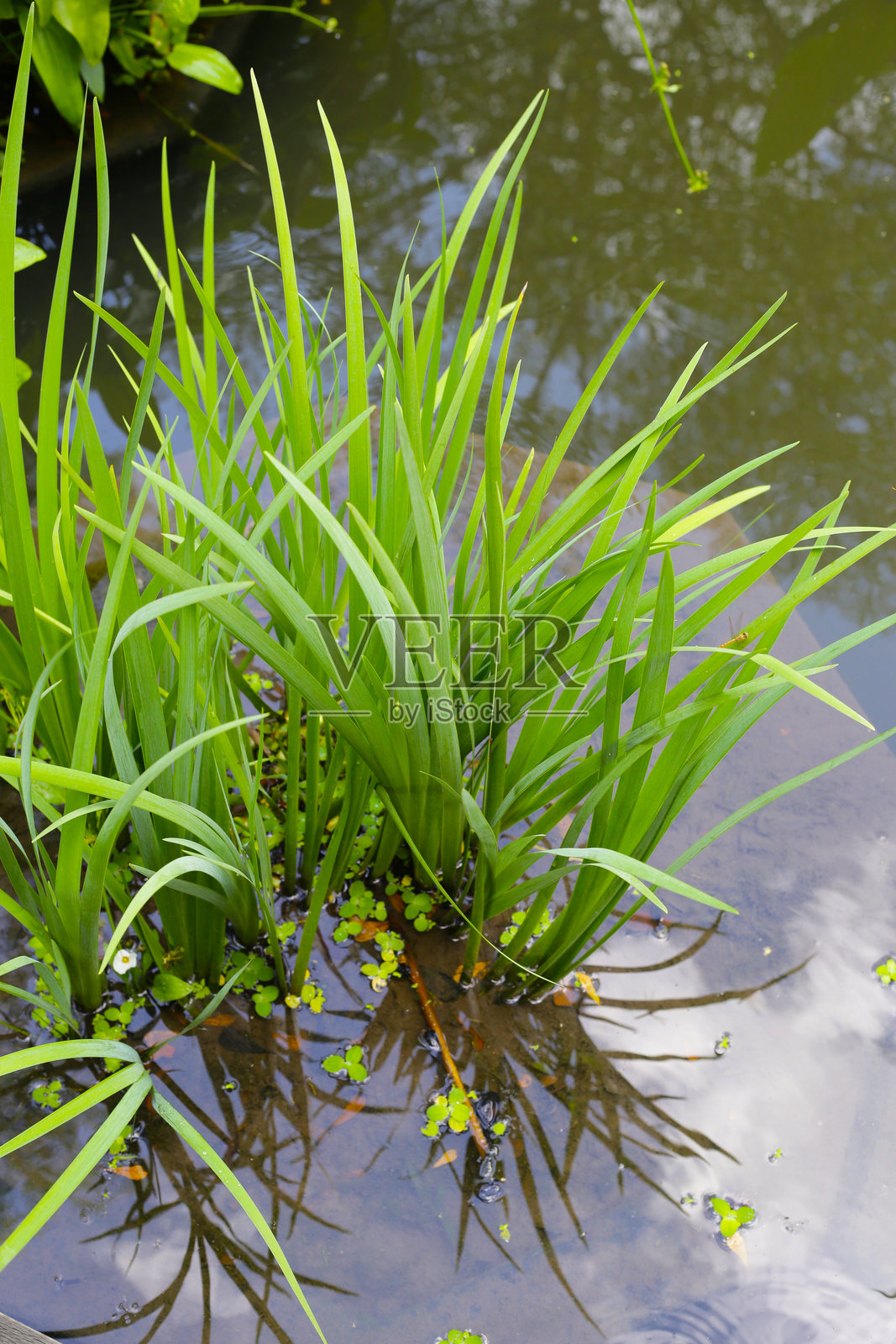 香蒲（Acorus calamus）的叶子在水中生长照片摄影图片