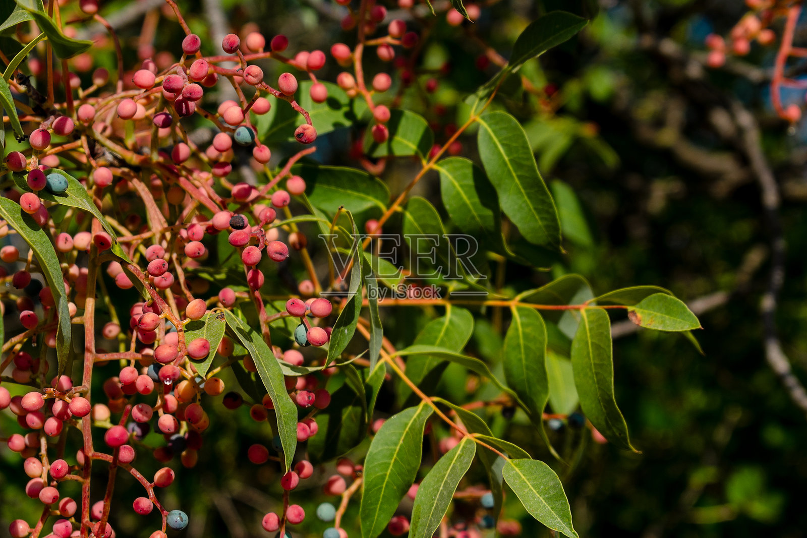 野生植物与小浆果。照片摄影图片
