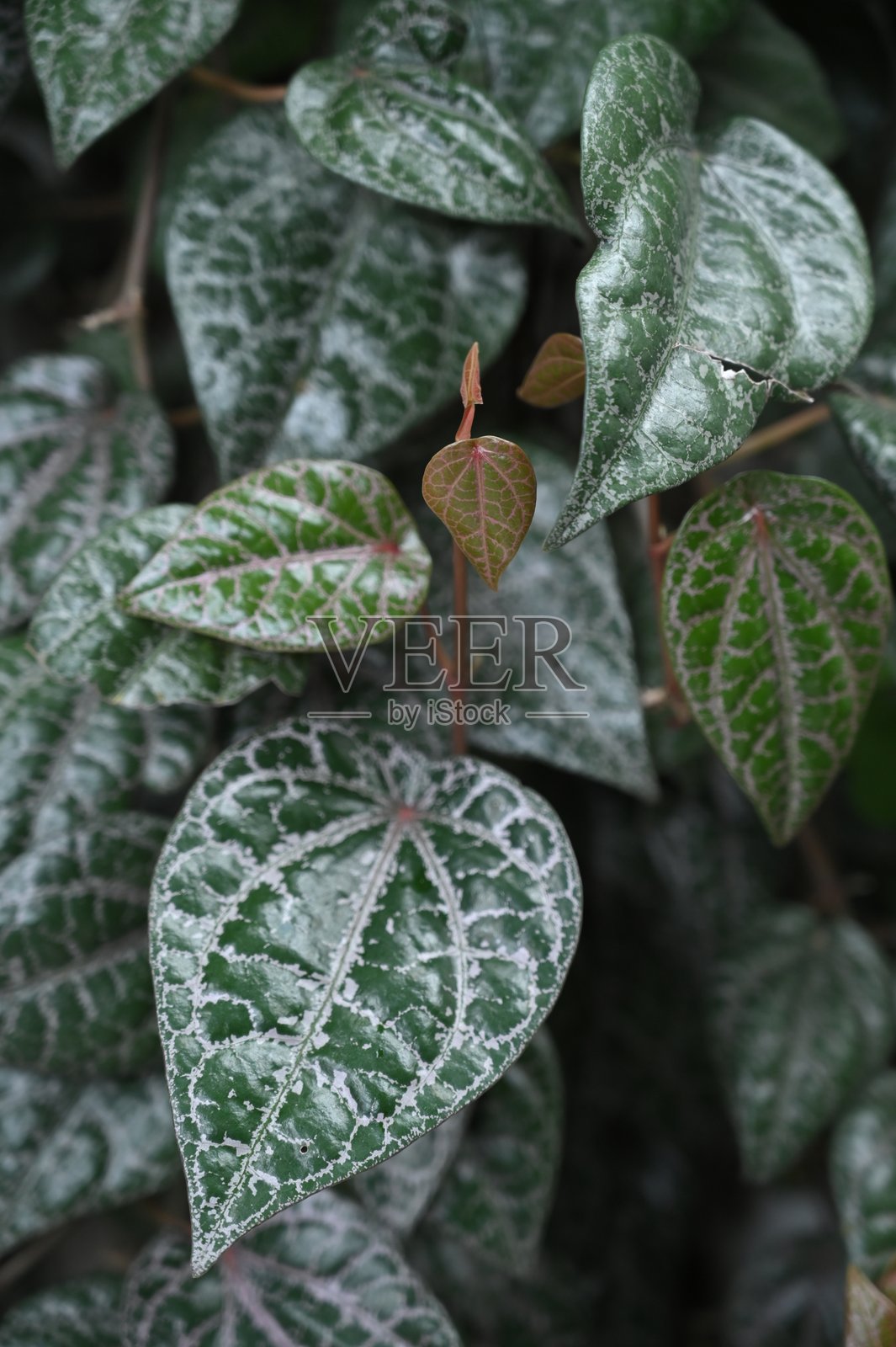 Red betel leaf field照片摄影图片