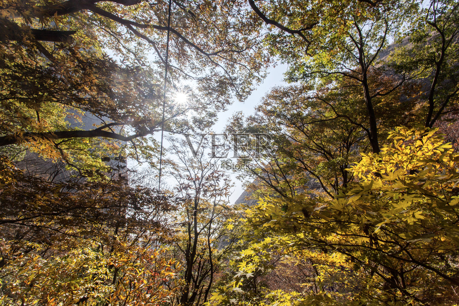 秋天山中的树枝和叶子照片摄影图片