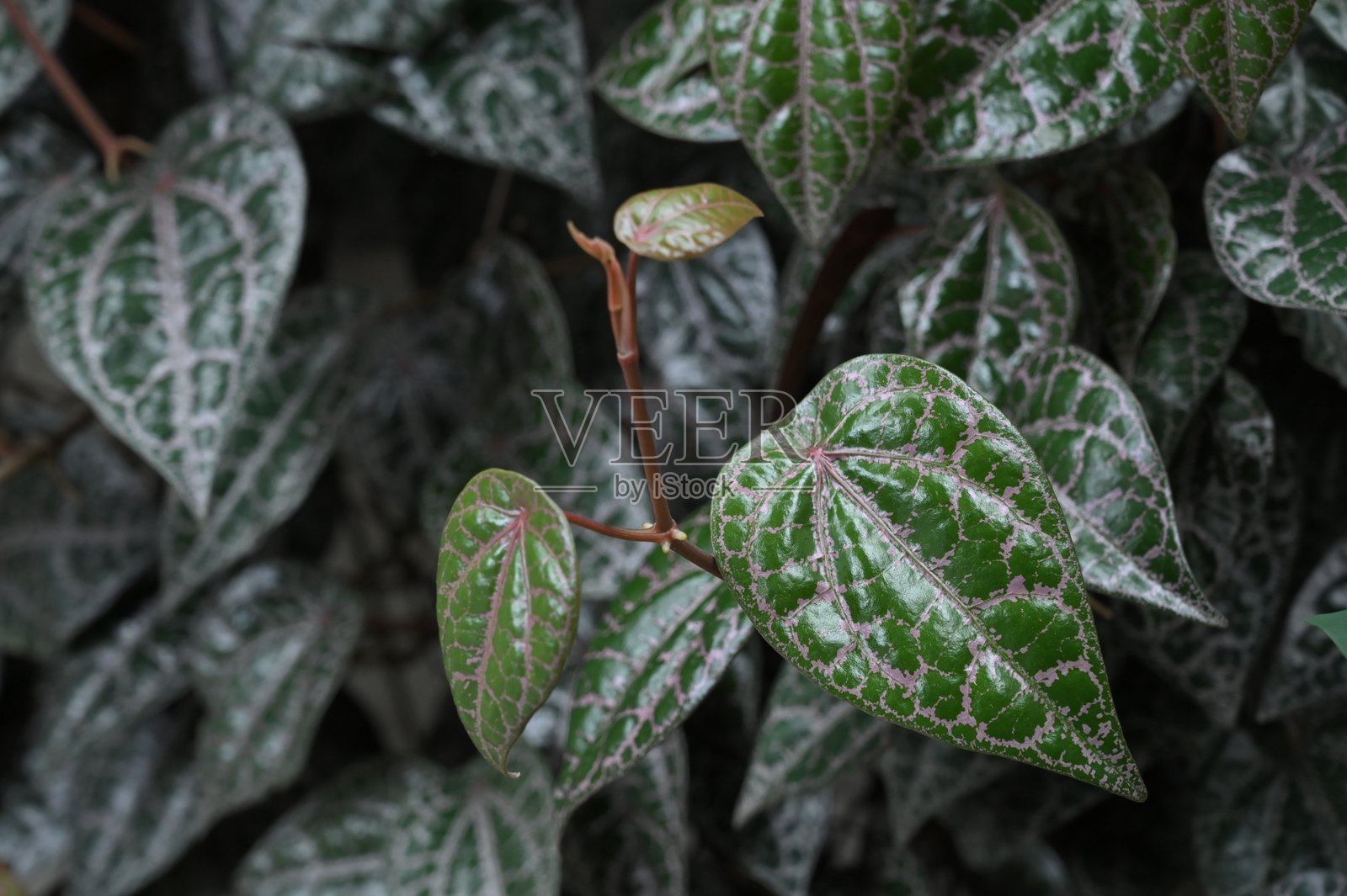 Red betel leaf field照片摄影图片