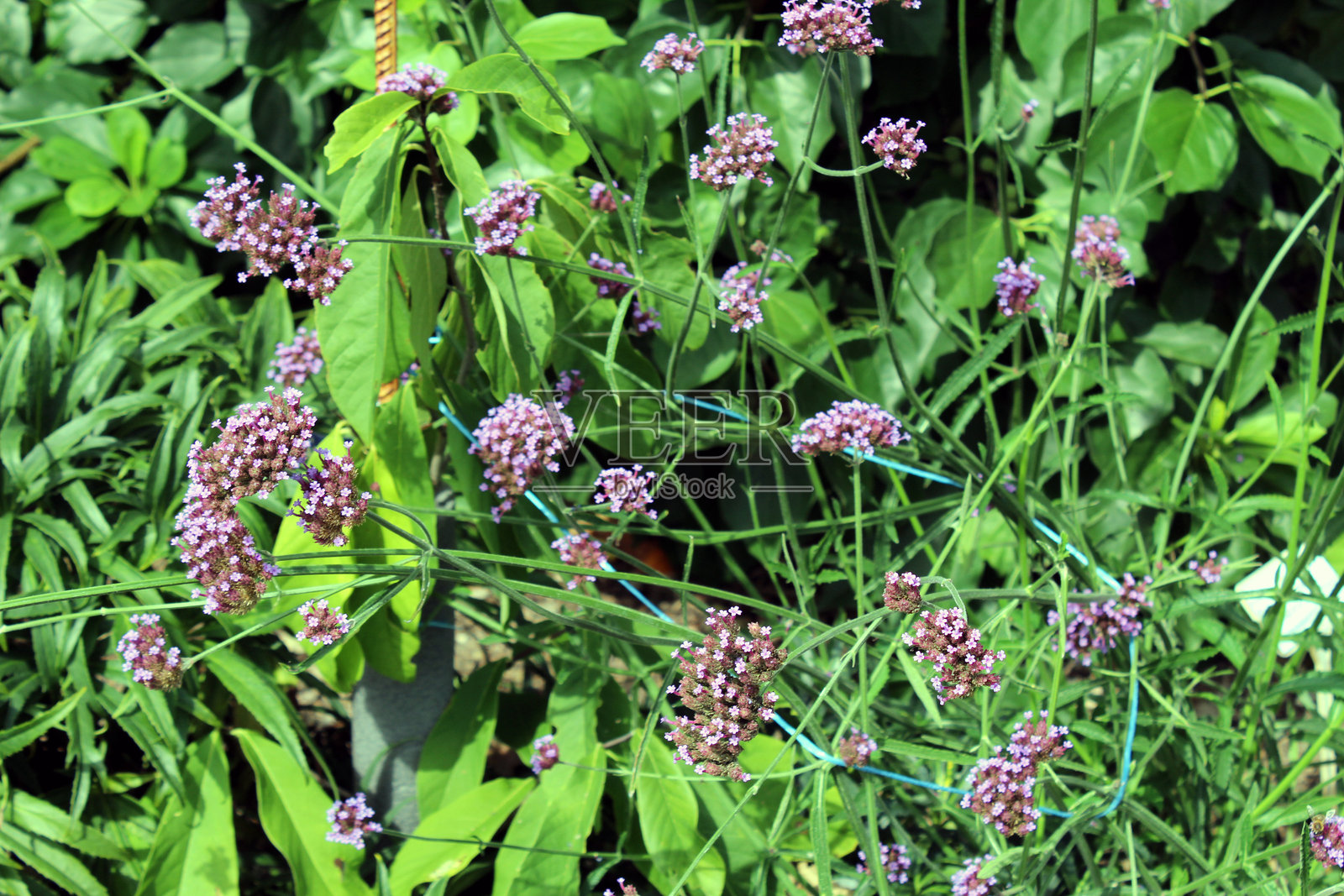 野花园中的紫葳花照片摄影图片