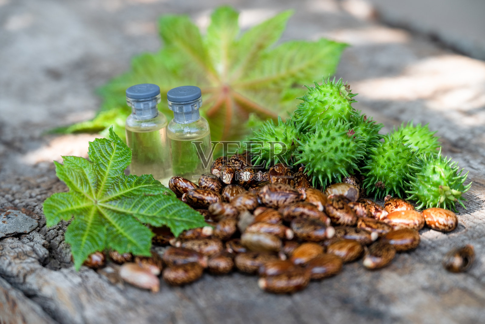 蓖麻（Ricinus communis）。绿色果实、蓖麻油和蓖麻种子在木质背景上。照片摄影图片