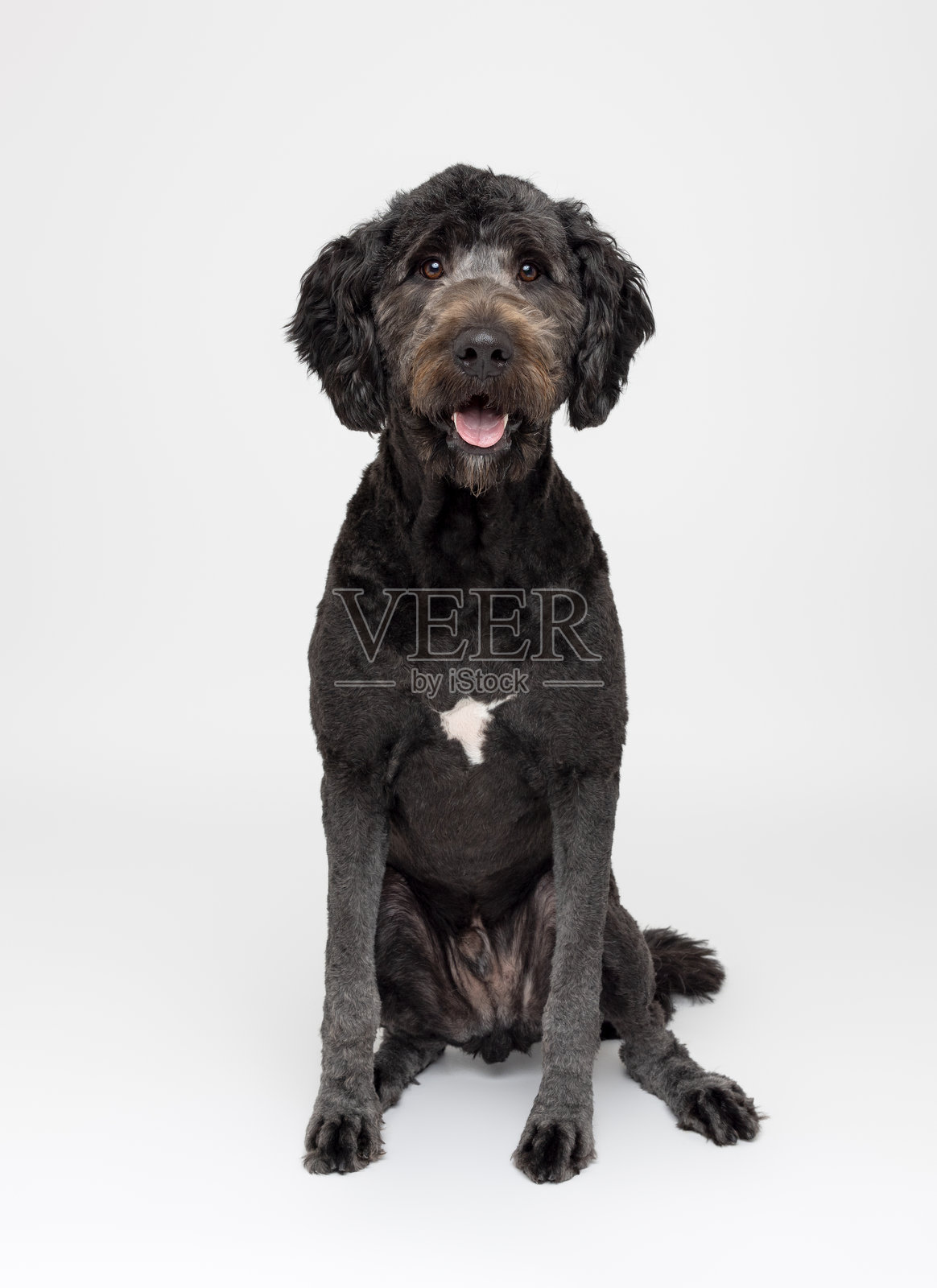 坐着的黑狗全身肖像，白色胸部标记，背景为白色照片摄影图片