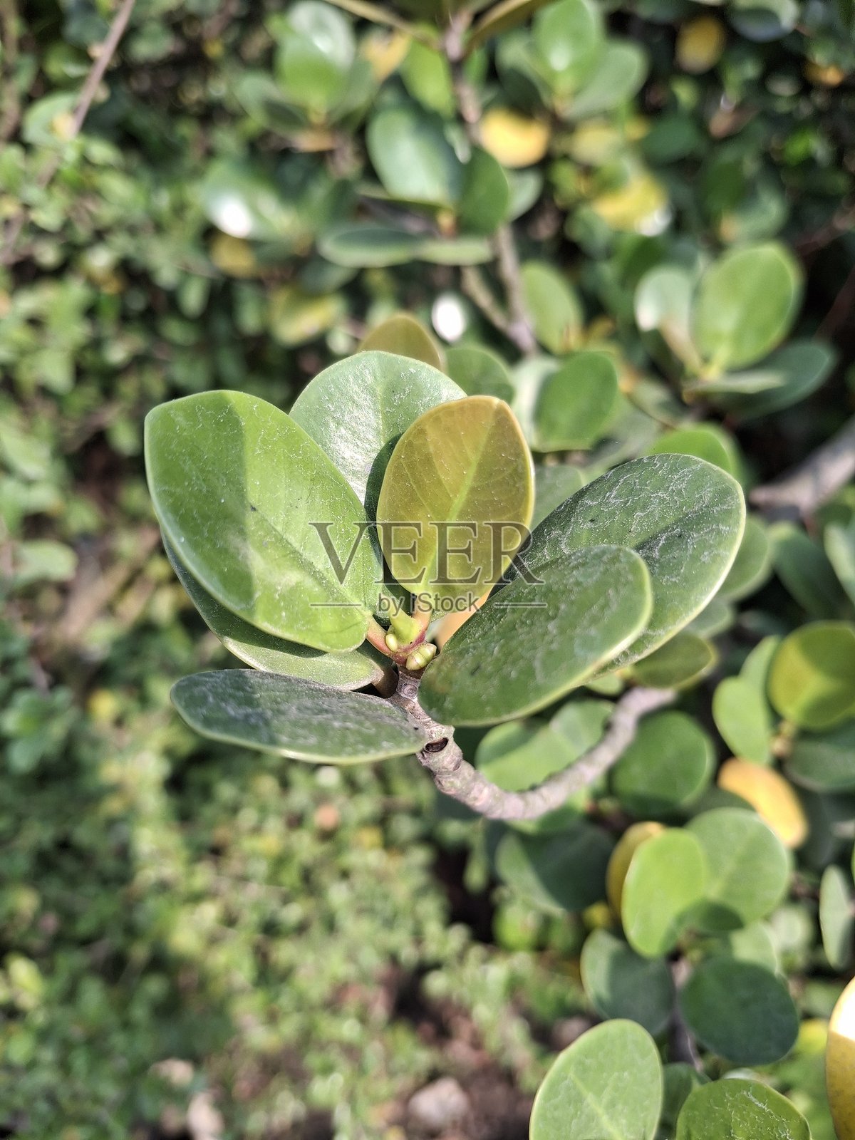 光滑的绿榕（Ficus microcarpa）叶子的特写视图照片摄影图片