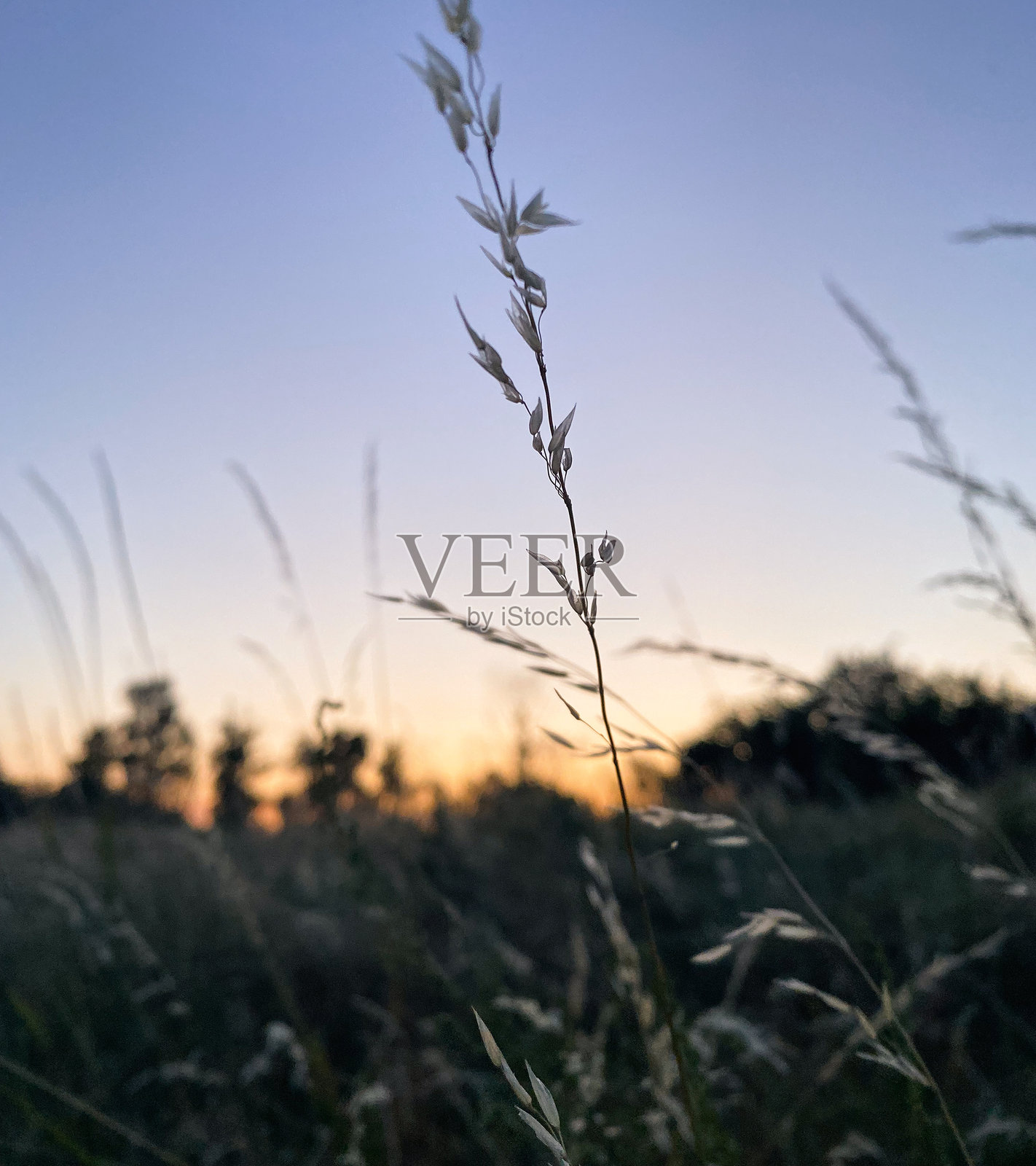 草地上的日落照片摄影图片