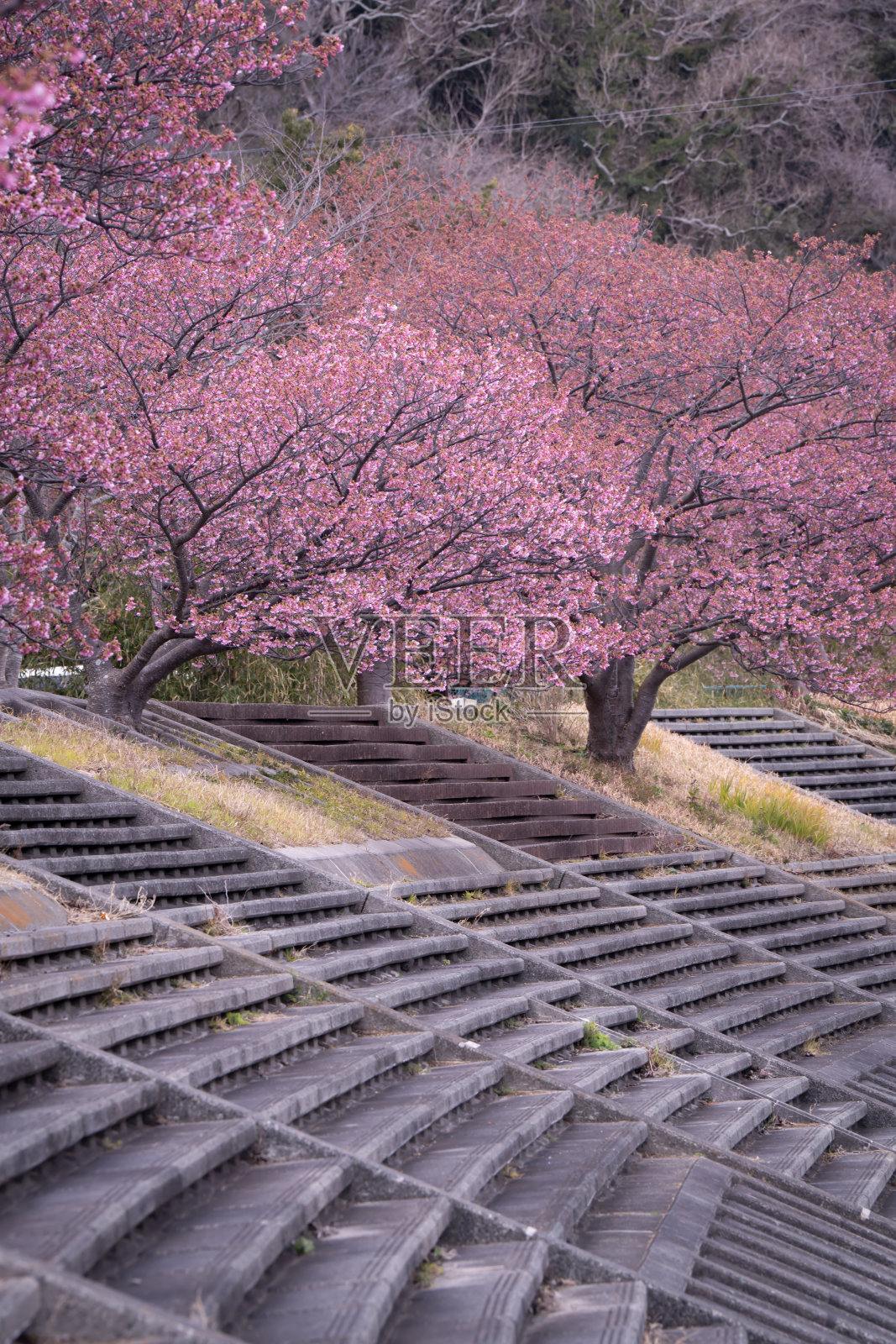 南伊豆樱花照片摄影图片