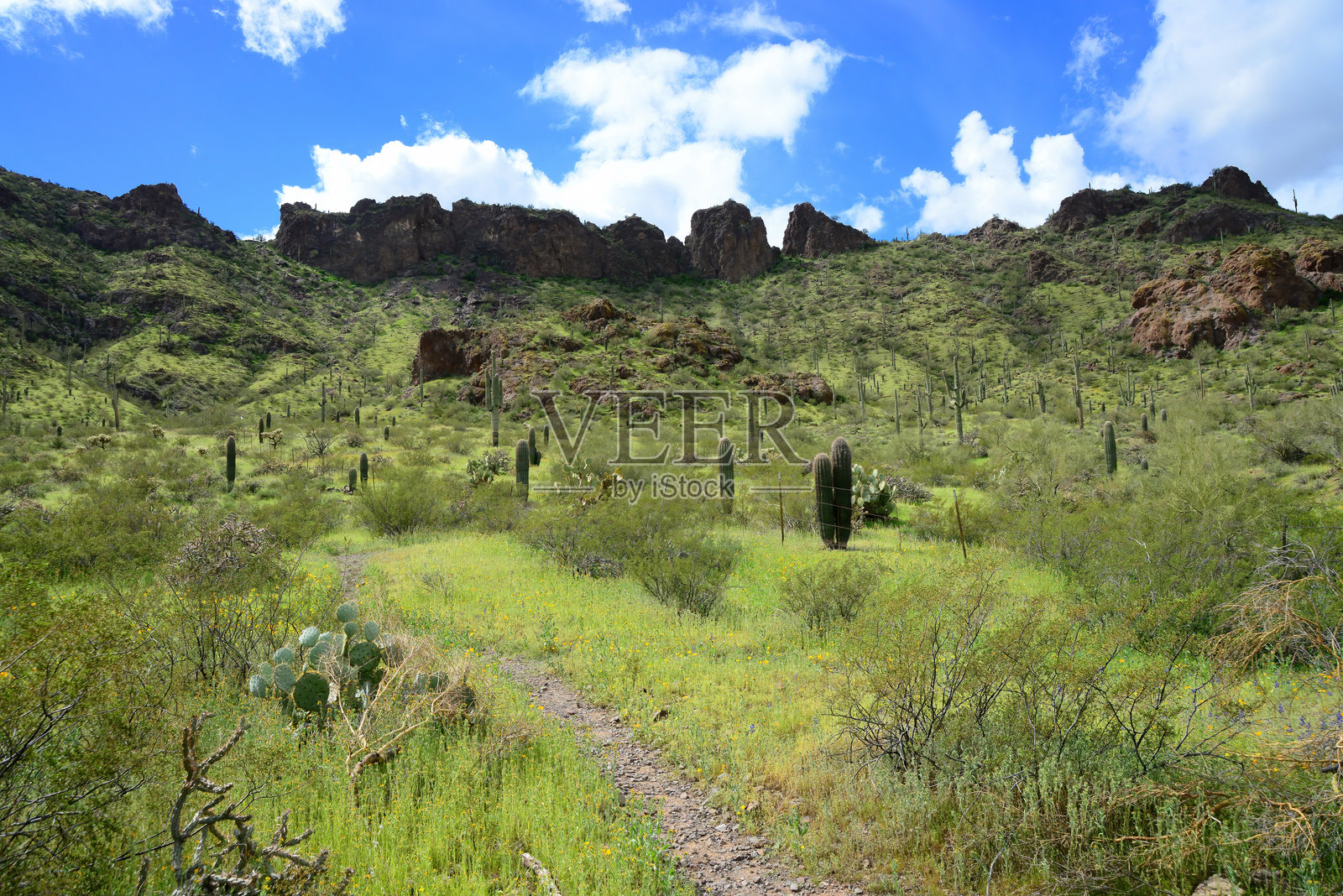 亚利桑那州索诺拉沙漠皮卡乔峰州立公园照片摄影图片