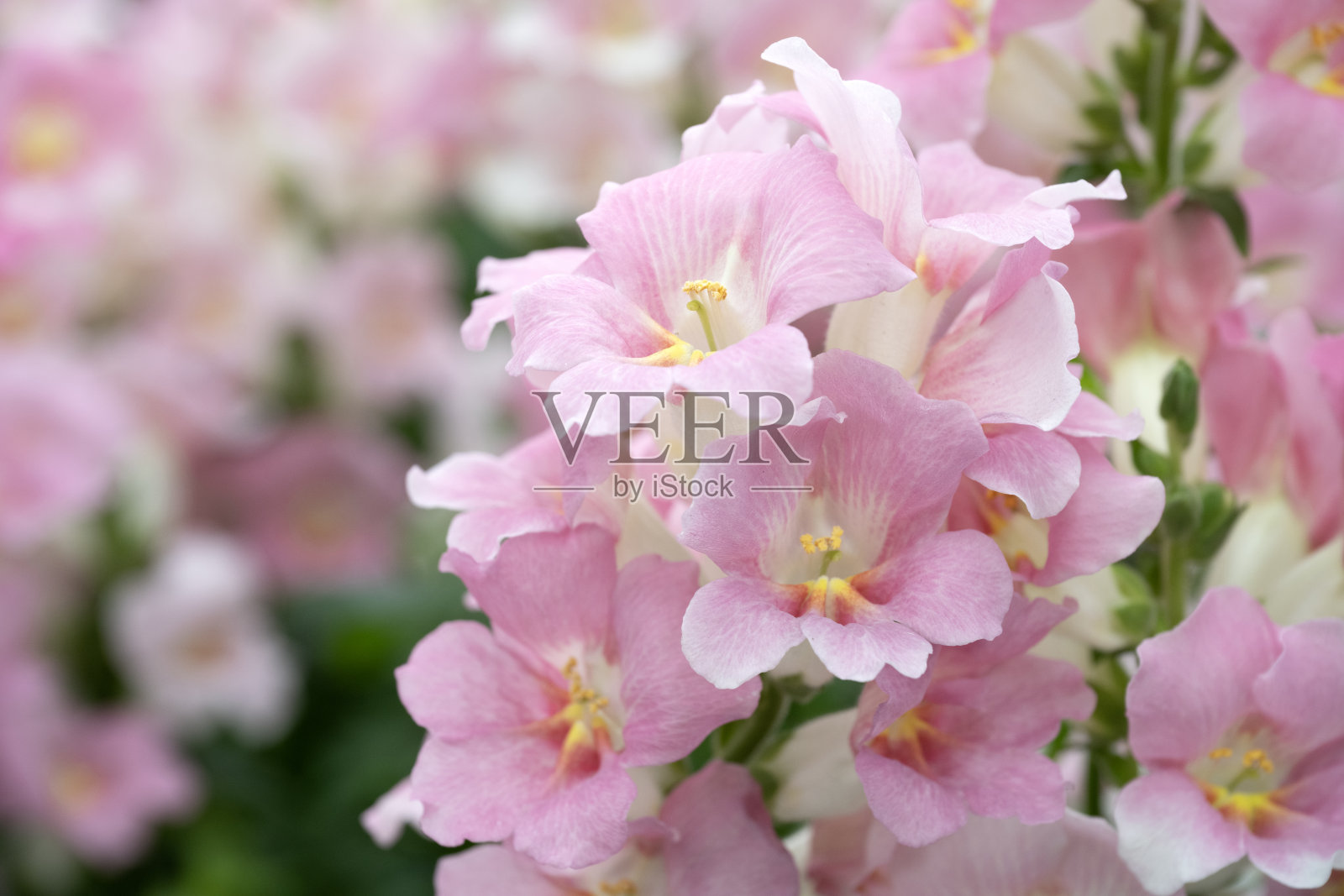 花园中的魏吉拉照片摄影图片