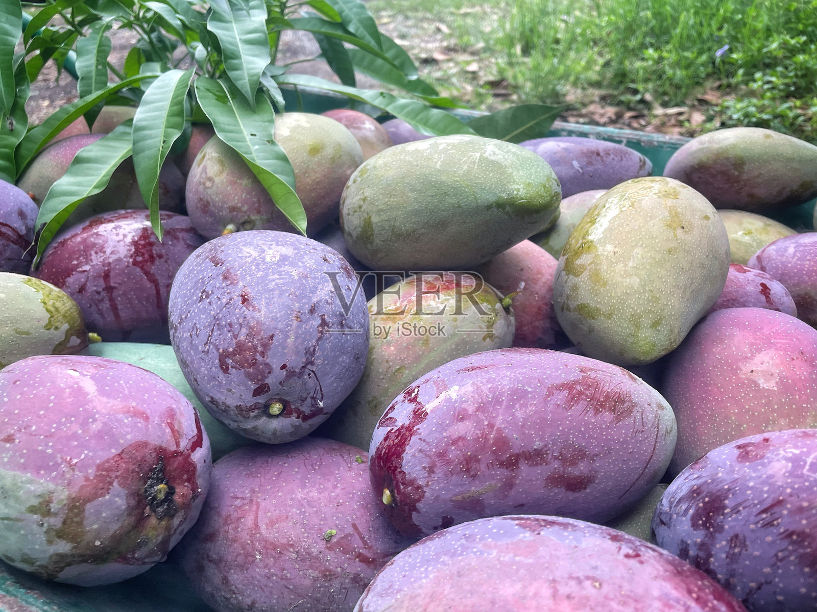 红芒果果实与绿叶子照片摄影图片