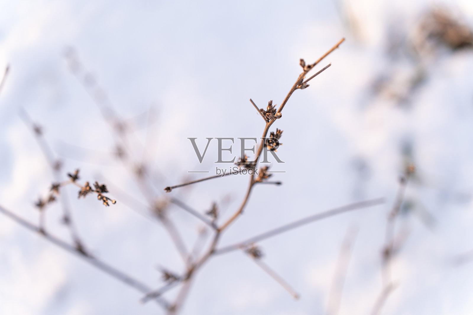 花朵与雪照片摄影图片