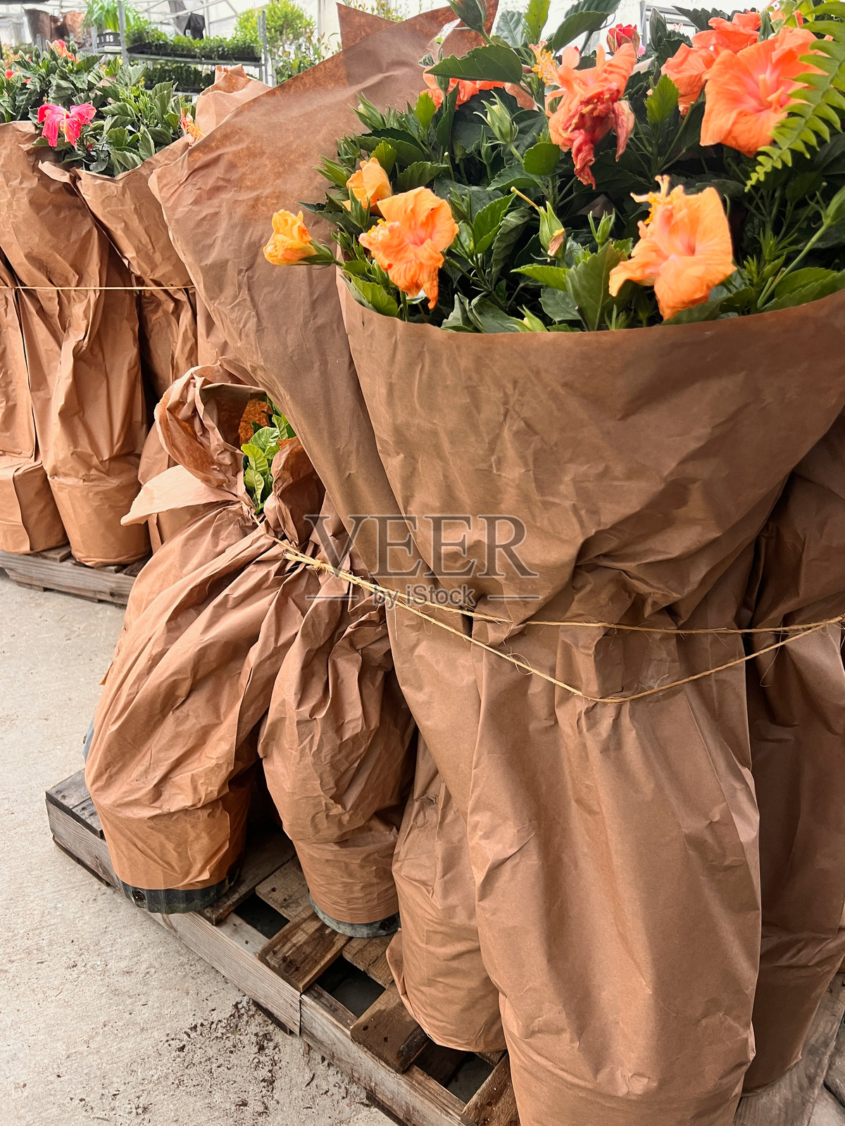 植物包裹以抵御寒冷温度照片摄影图片