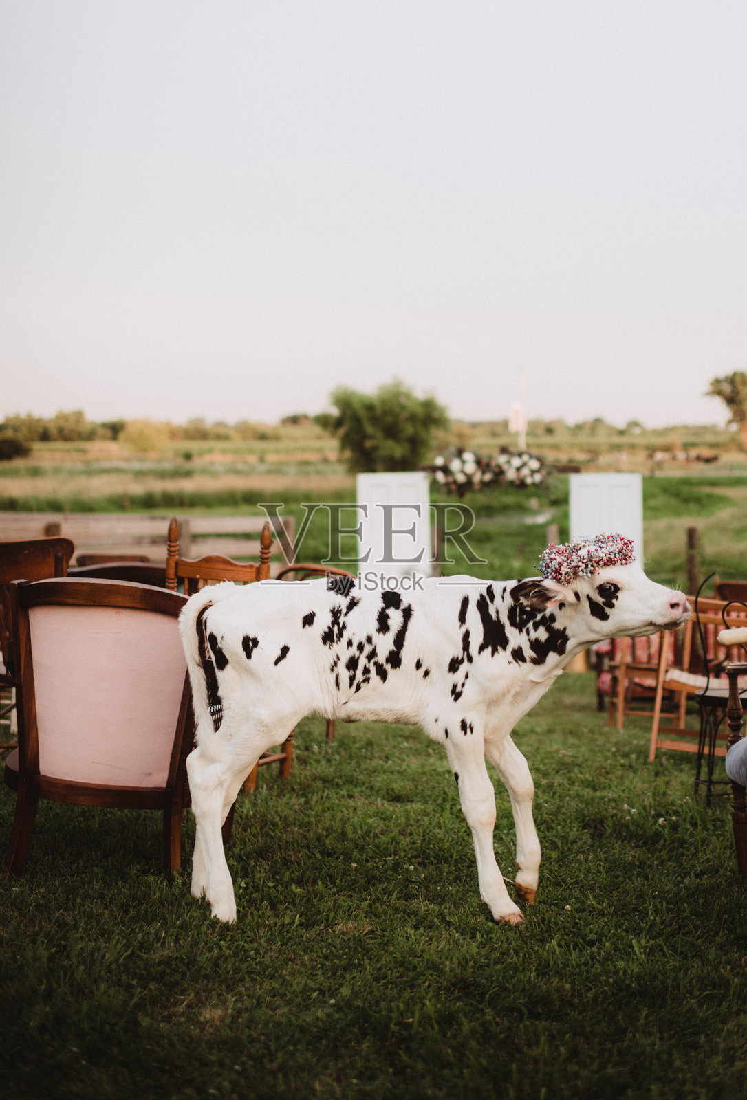 农场上参加婚礼仪式的小牛犊戴着花冠装饰照片摄影图片