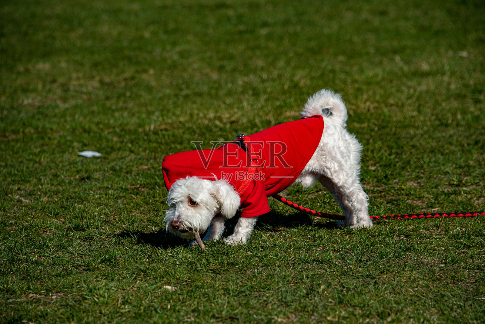穿着红色衣服的可卡犬在公园草坪上照片摄影图片