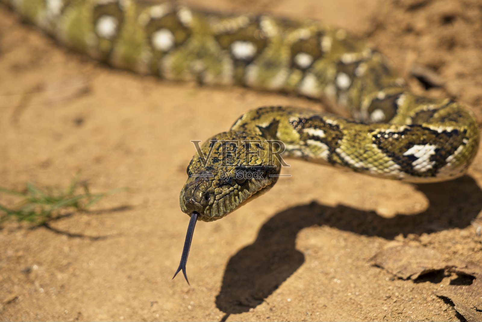 马达加斯加沙蛇近距离特写，舌头伸出，穿行于沙质地形上。照片摄影图片