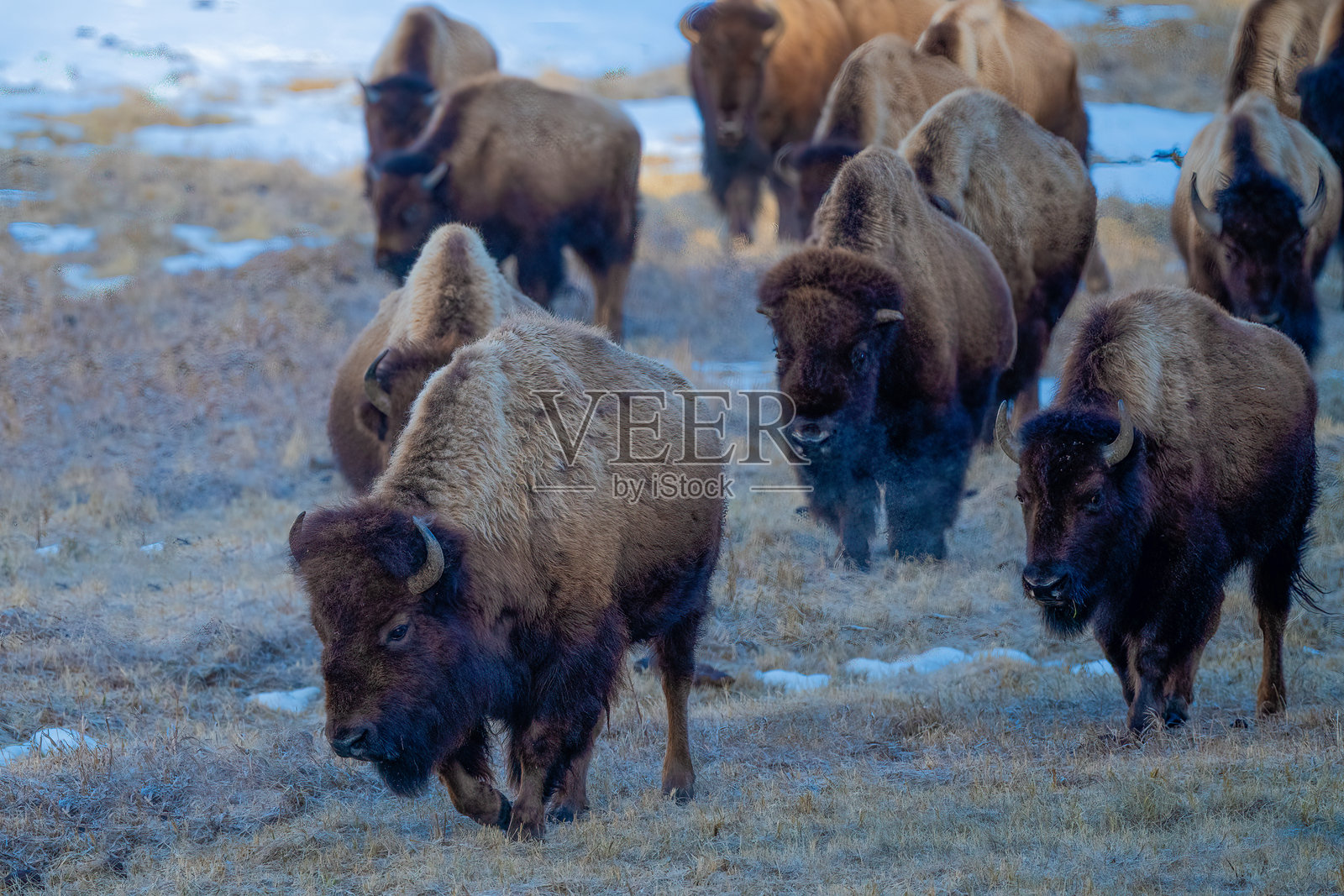 野牛或水牛向东移动，前往春季的牧场。照片摄影图片