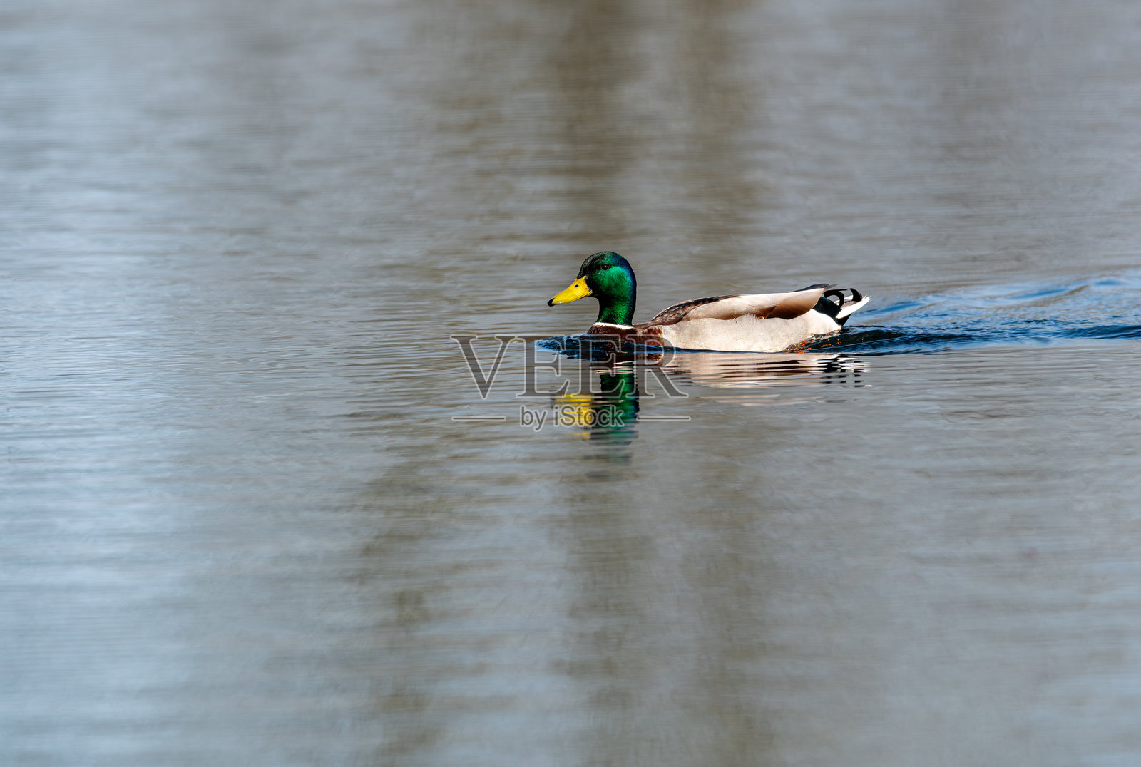野鸭照片摄影图片