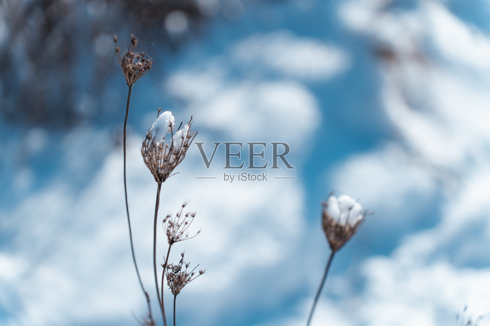 植物与雪照片摄影图片