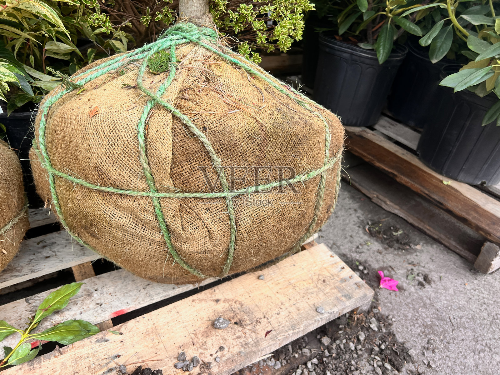 用麻布包裹的树球根部照片摄影图片